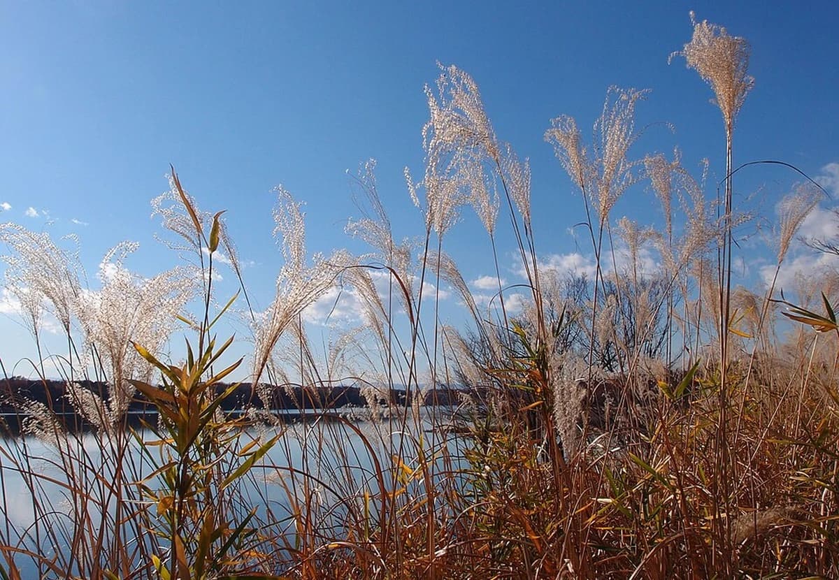 Natural & Beige Pampas Grass