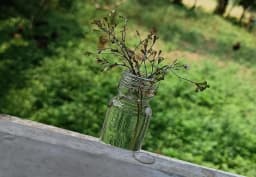 White Gypsophila / Baby's Breath 1