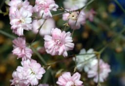 Pink Gypsophila / Baby's Breath 1