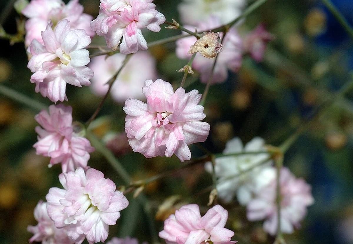 Pink Gypsophila / Baby's Breath