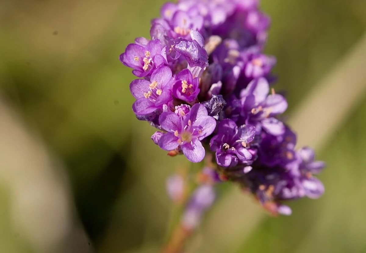 Purple Limonium