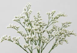 White Limonium 1