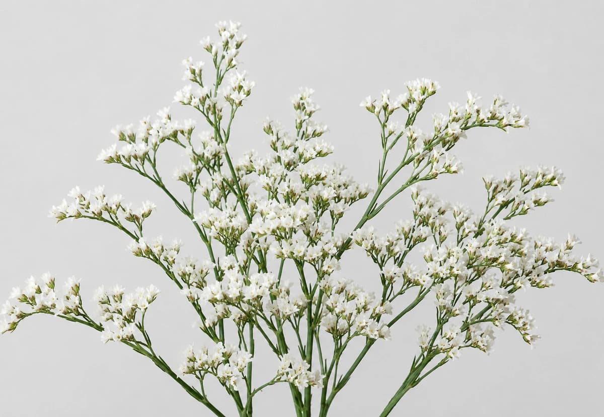 White Limonium