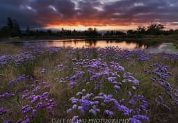 Purple & Blue Statice 1