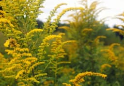 Yellow Solidago 1