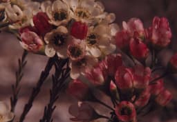 White & Pink Wax Flower 1