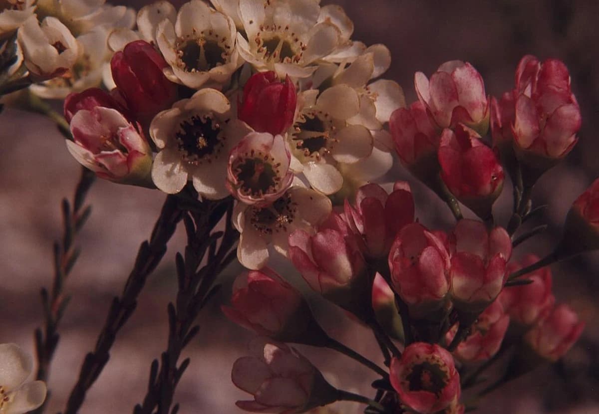 White & Pink Wax Flower