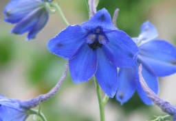 Blue Delphinium 1