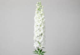 White Delphinium 1