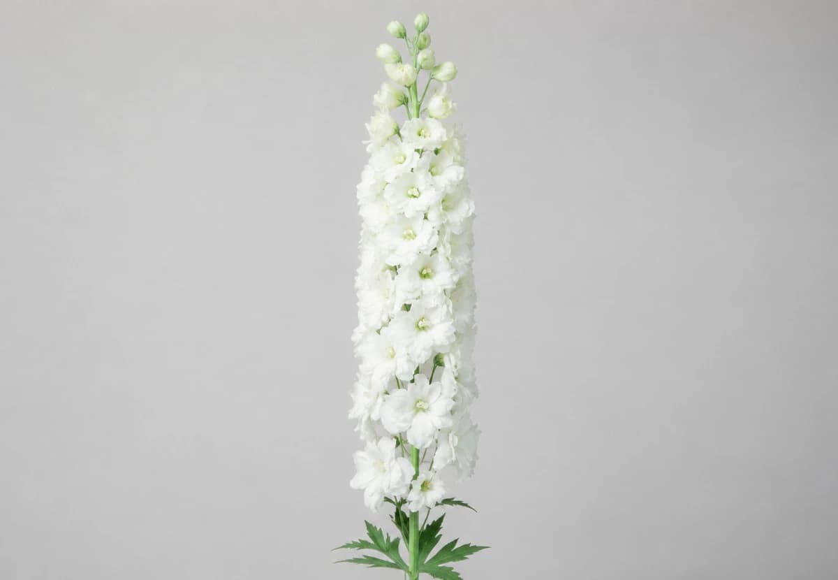 White Delphinium