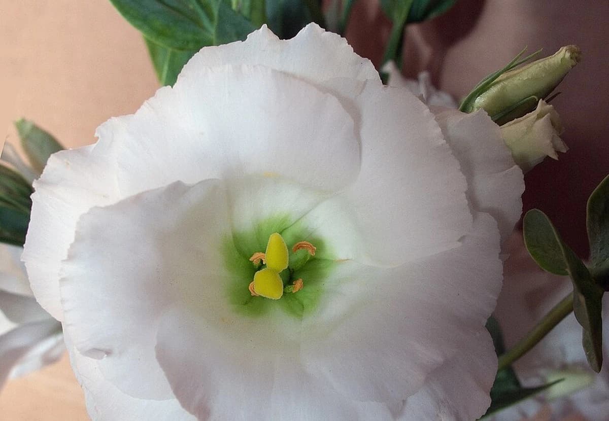 White Lisianthus