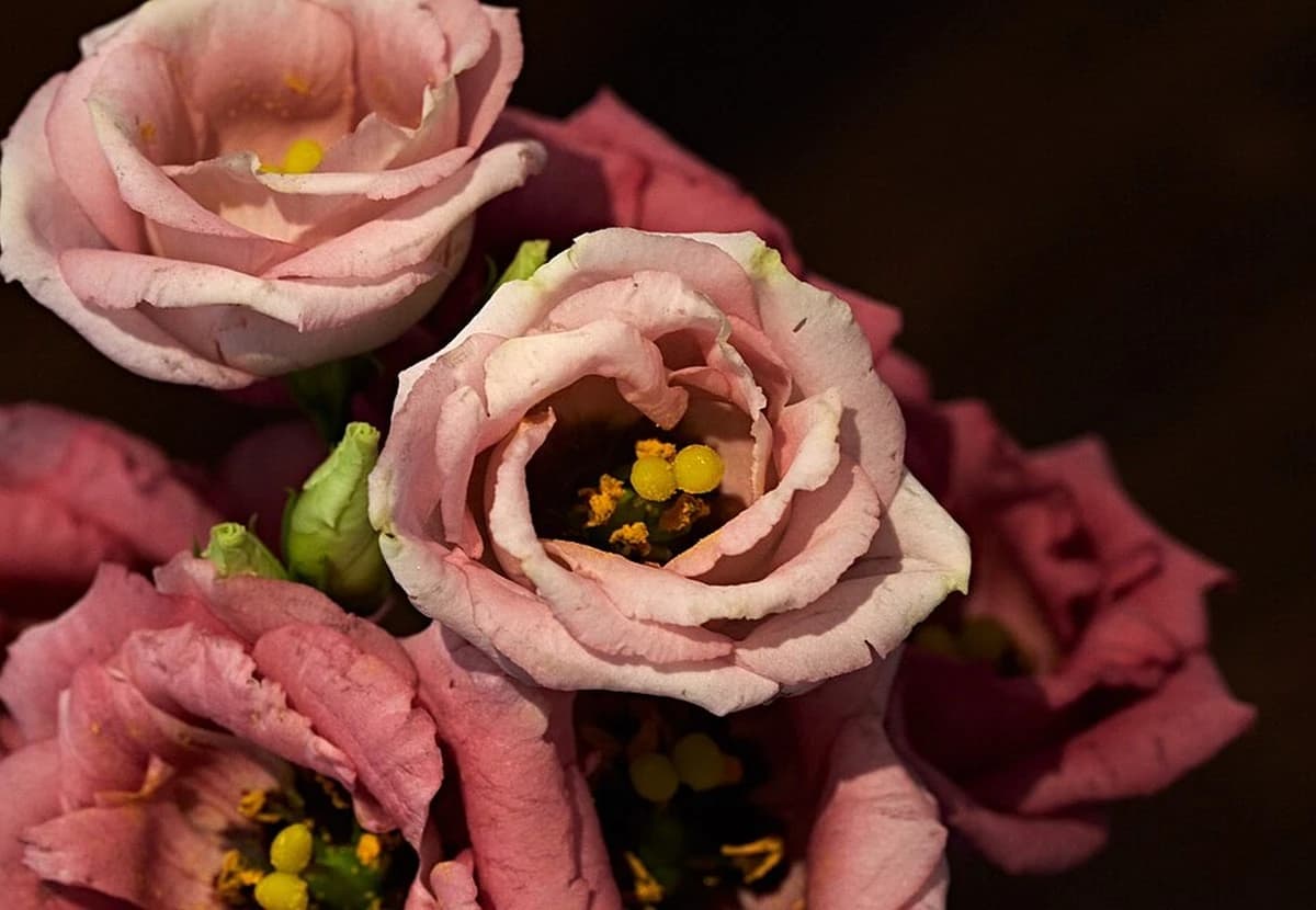 Pink & Purple Lisianthus
