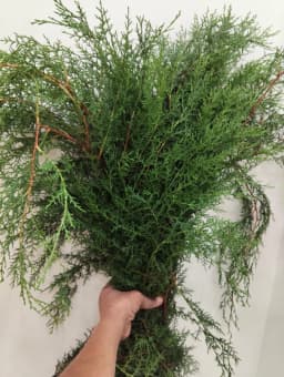 Green Asparagus Fern 1