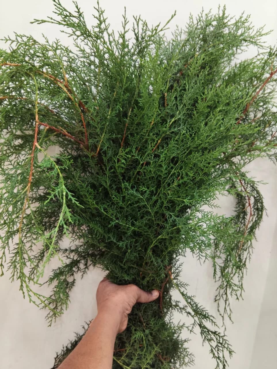Green Asparagus Fern