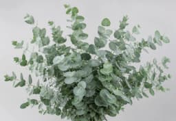 Green & Silver Eucalyptus 1