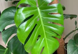 Green Monstera Leaf 1