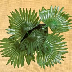 Green Palm Leaf 1