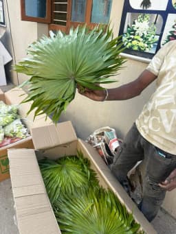 Green Fan Palm 2