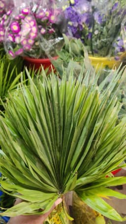 Green Fan Palm 1