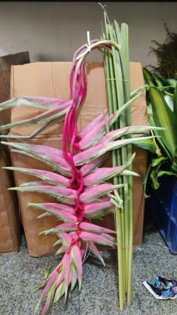 Green & Pink Cordyline / Ti Leaf 1