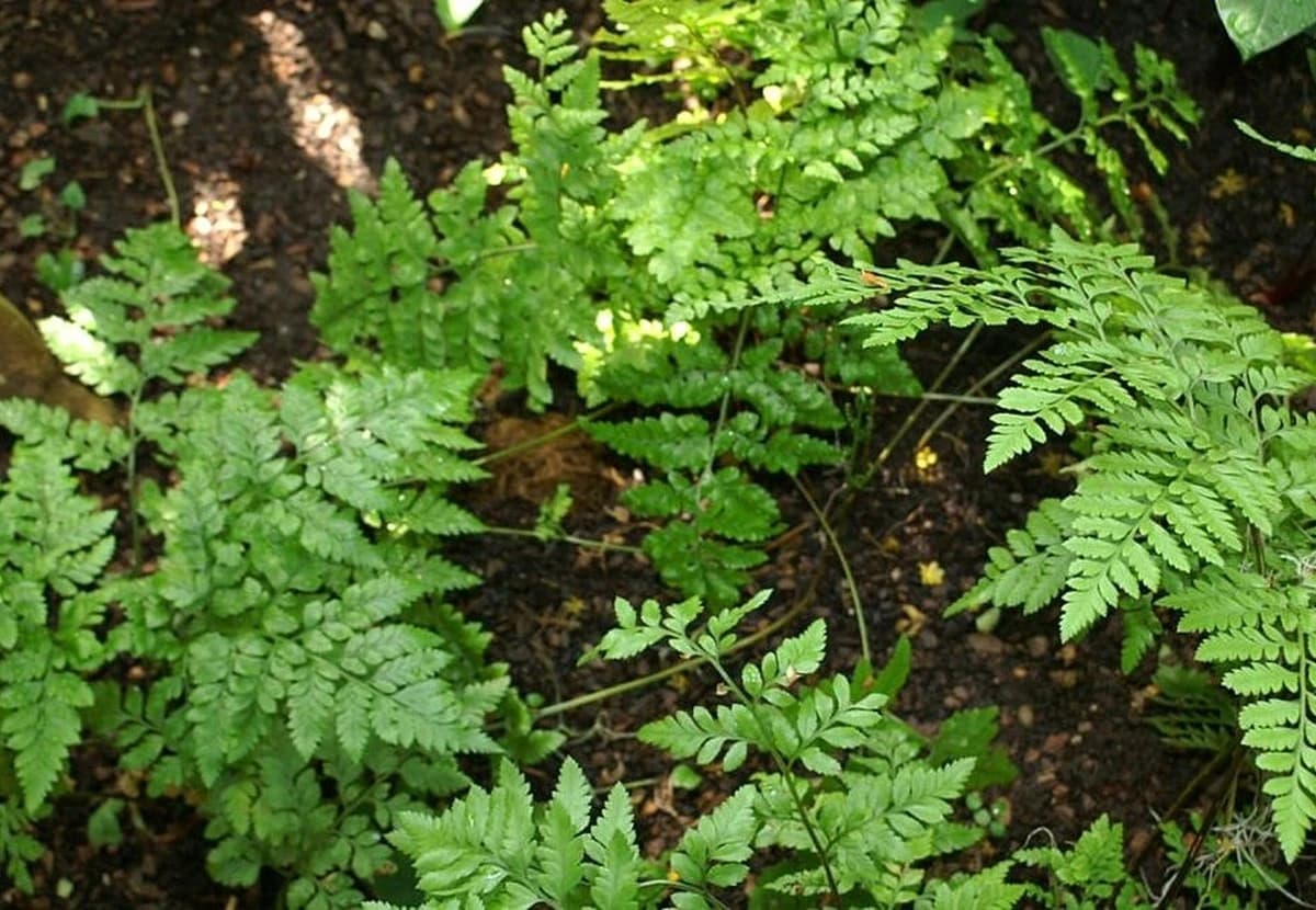 Green Leatherleaf Fern