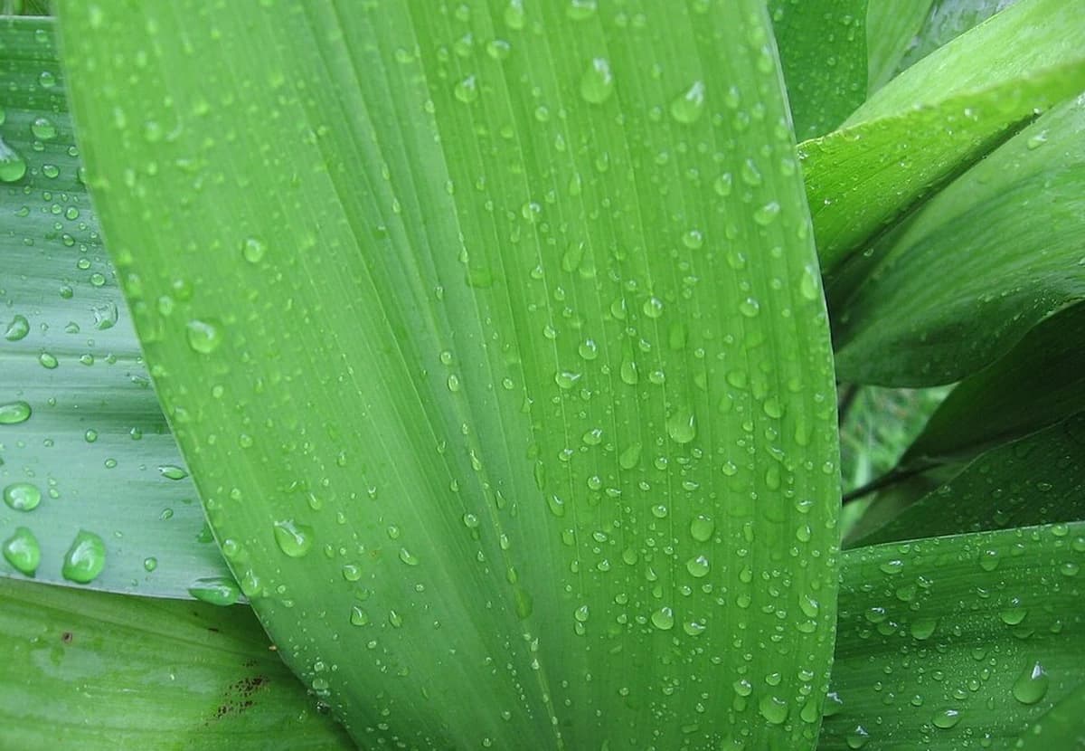 Green Aspidistra Leaf