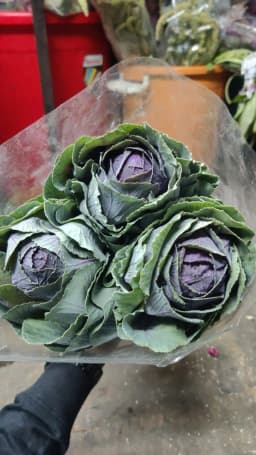 Green & Purple Ornamental Cabbage 1
