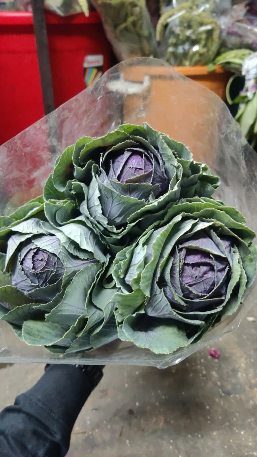 Green & Purple Ornamental Cabbage