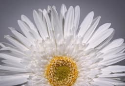 White Standard Gerbera 1