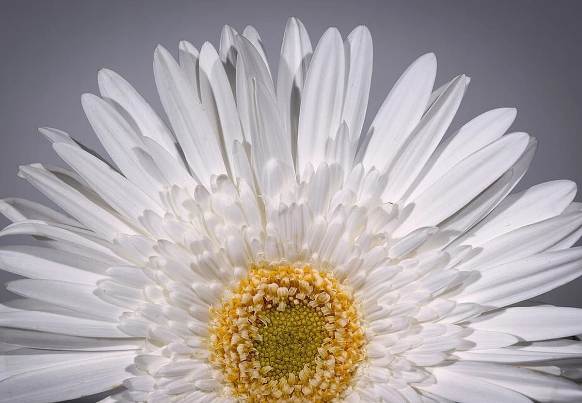 White Standard Gerbera