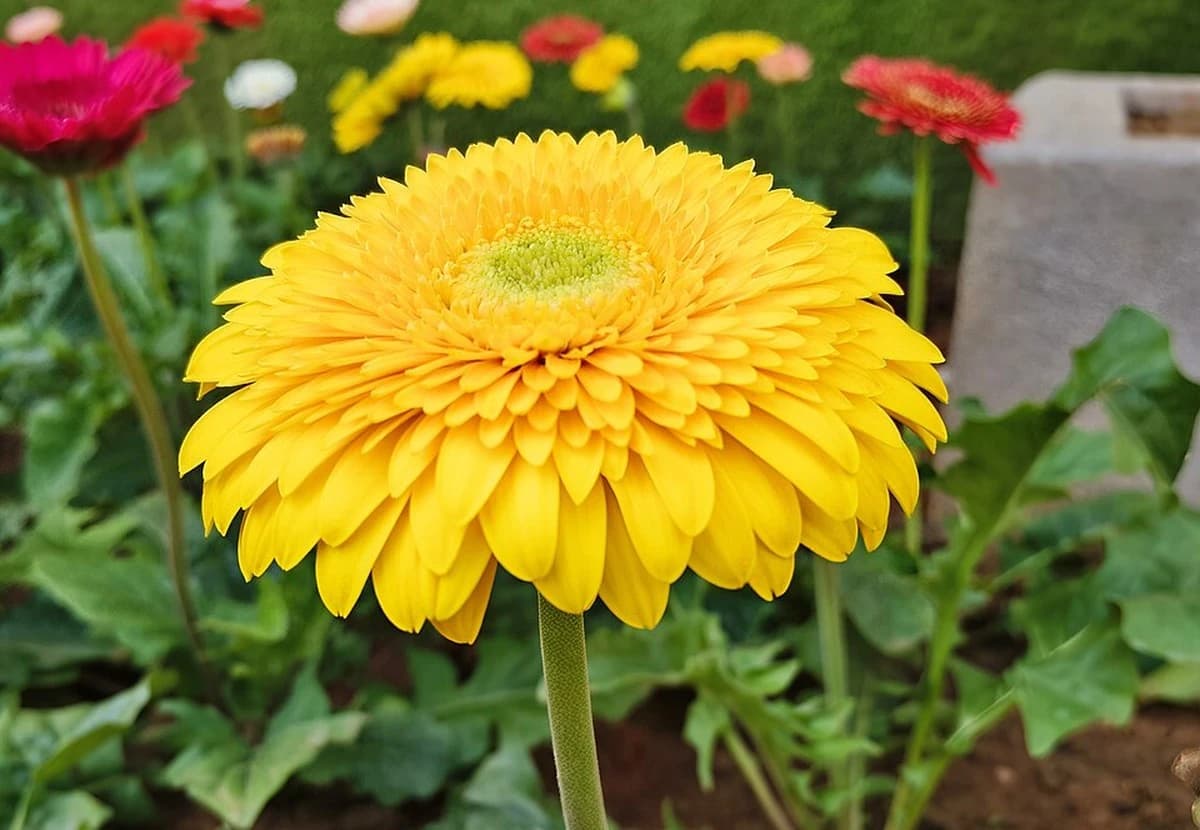 Yellow Standard Gerbera