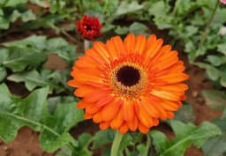 Orange Standard Gerbera 1
