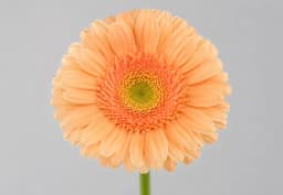 Peach Standard Gerbera 1