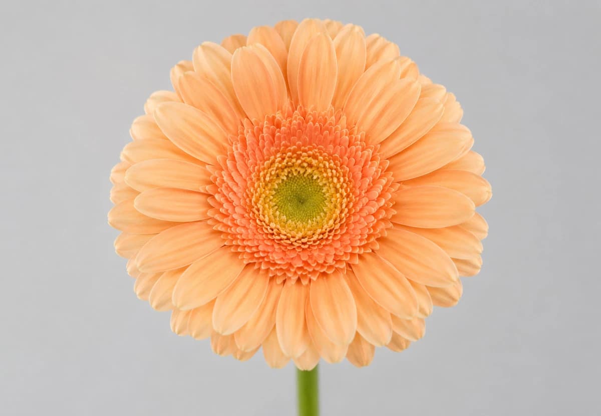 Peach Standard Gerbera