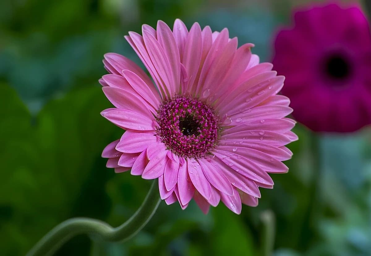 Purple Standard Gerbera