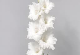 White Gladiolus 1
