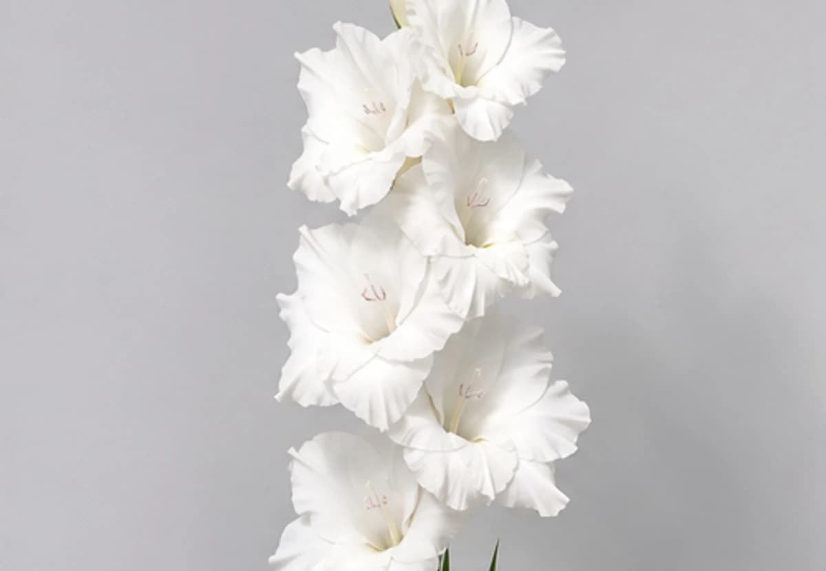 White Gladiolus