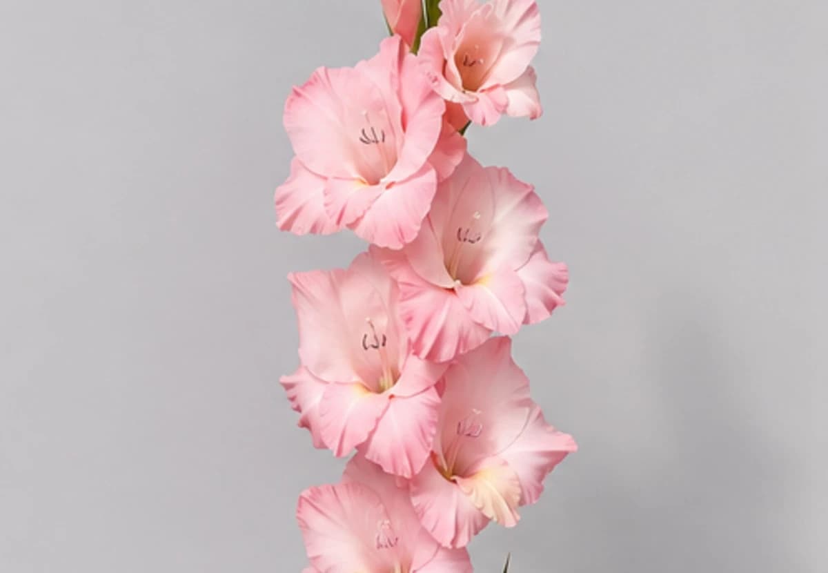 Pink Gladiolus