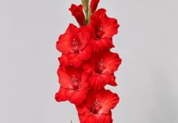Red Gladiolus 1