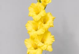 Yellow Gladiolus 1