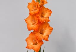 Orange Gladiolus 1