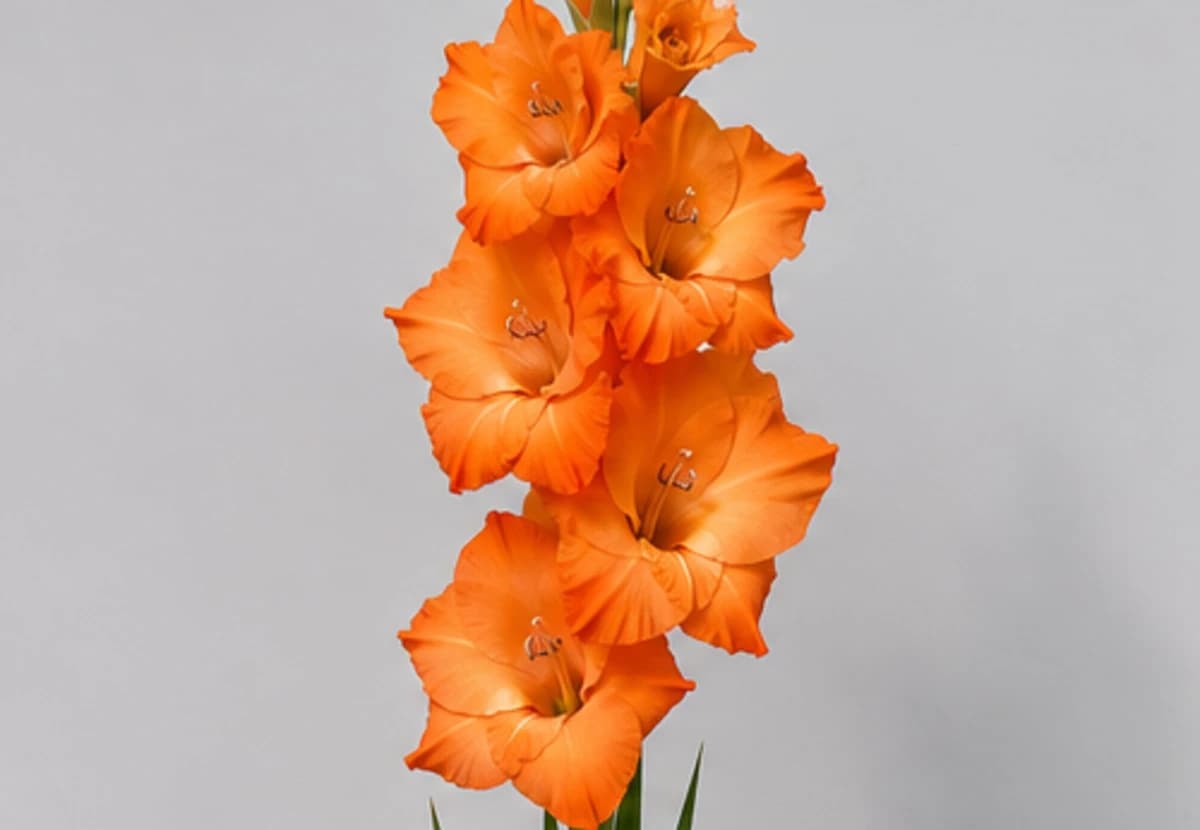 Orange Gladiolus