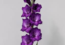 Purple Gladiolus 1