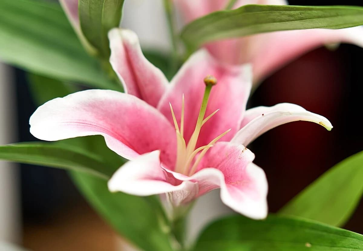 Pink Oriental Lily