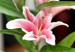 Dark Pink & Fuchsia Oriental Lily 1