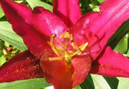 Red & Pink Oriental Lily 1