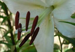 White Asiatic Lily 1