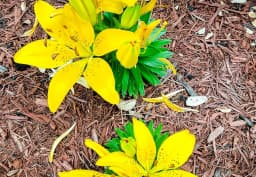 Yellow Asiatic Lily 1