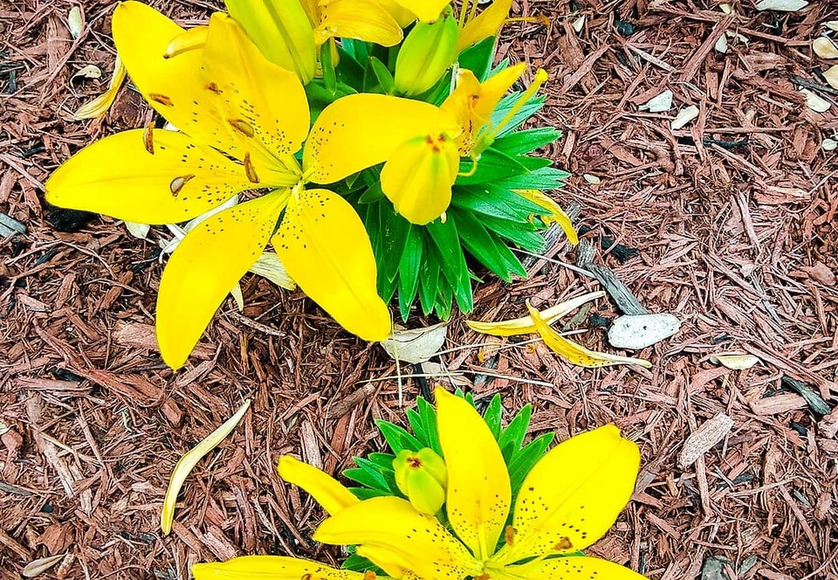 Yellow Asiatic Lily