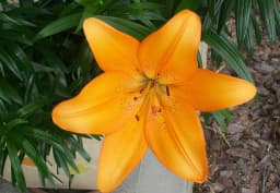 Orange Asiatic Lily 1